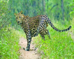 Nilgai carcass sparks leopard alert in S Delhi